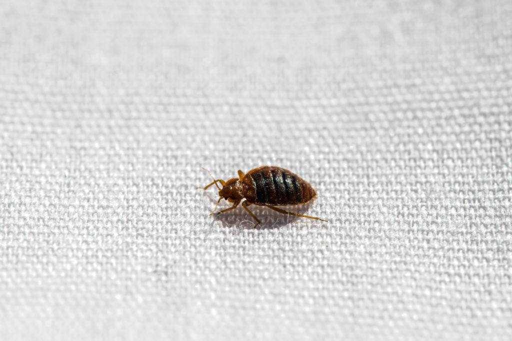 Signs Of Bed Bug Infestation American Pest Control 8724