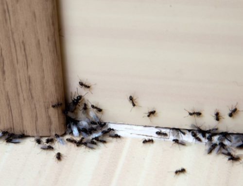 How To Get Rid of an Ant Infestation in Your House [From the Experts]