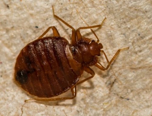 Where Do Bed Bugs Lay Eggs? [& Other Bed Bug Facts]