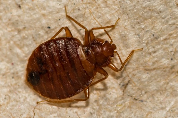 bug eggs in skin