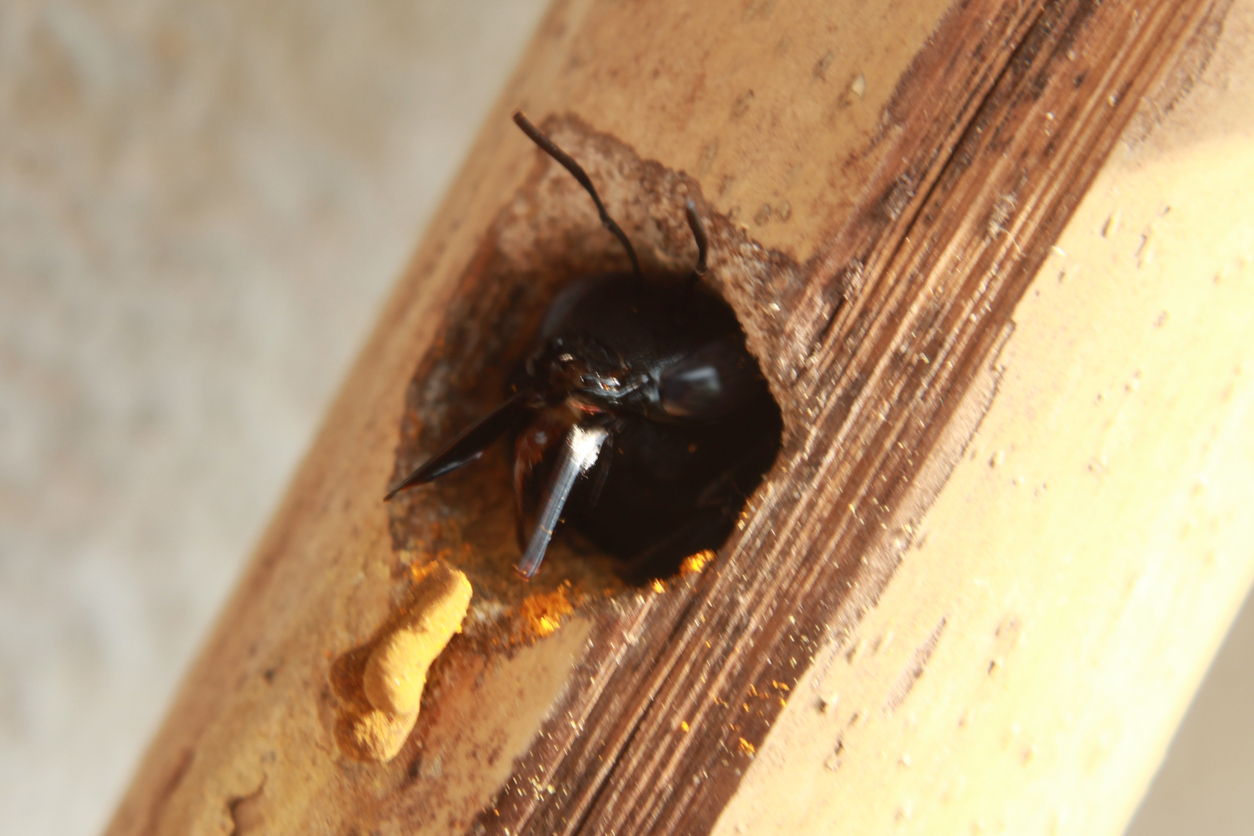 Carpenter bee inside of wood