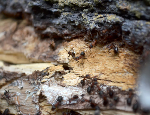 How to Find Ant Nests: Where Do Carpenter Ants Nest?
