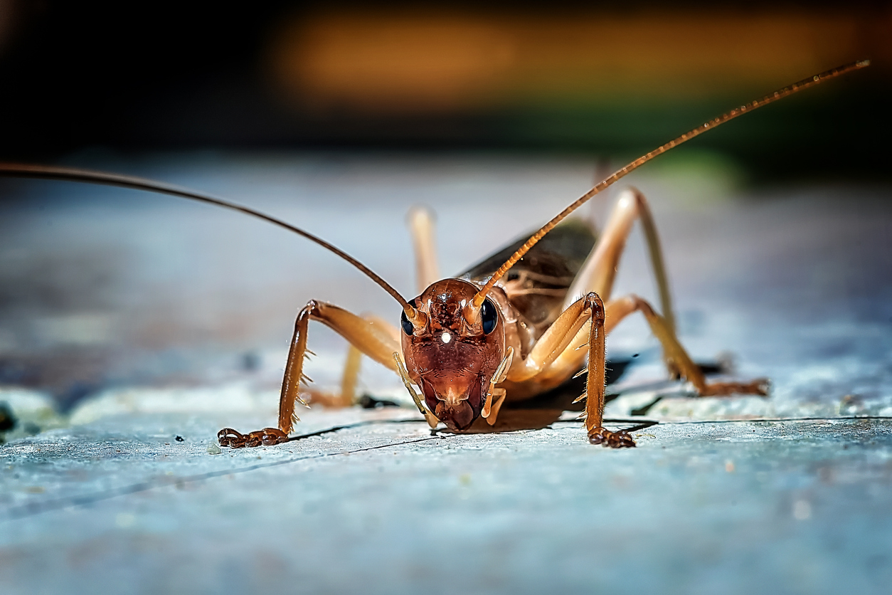close up of a brown cricket crawling on the ground