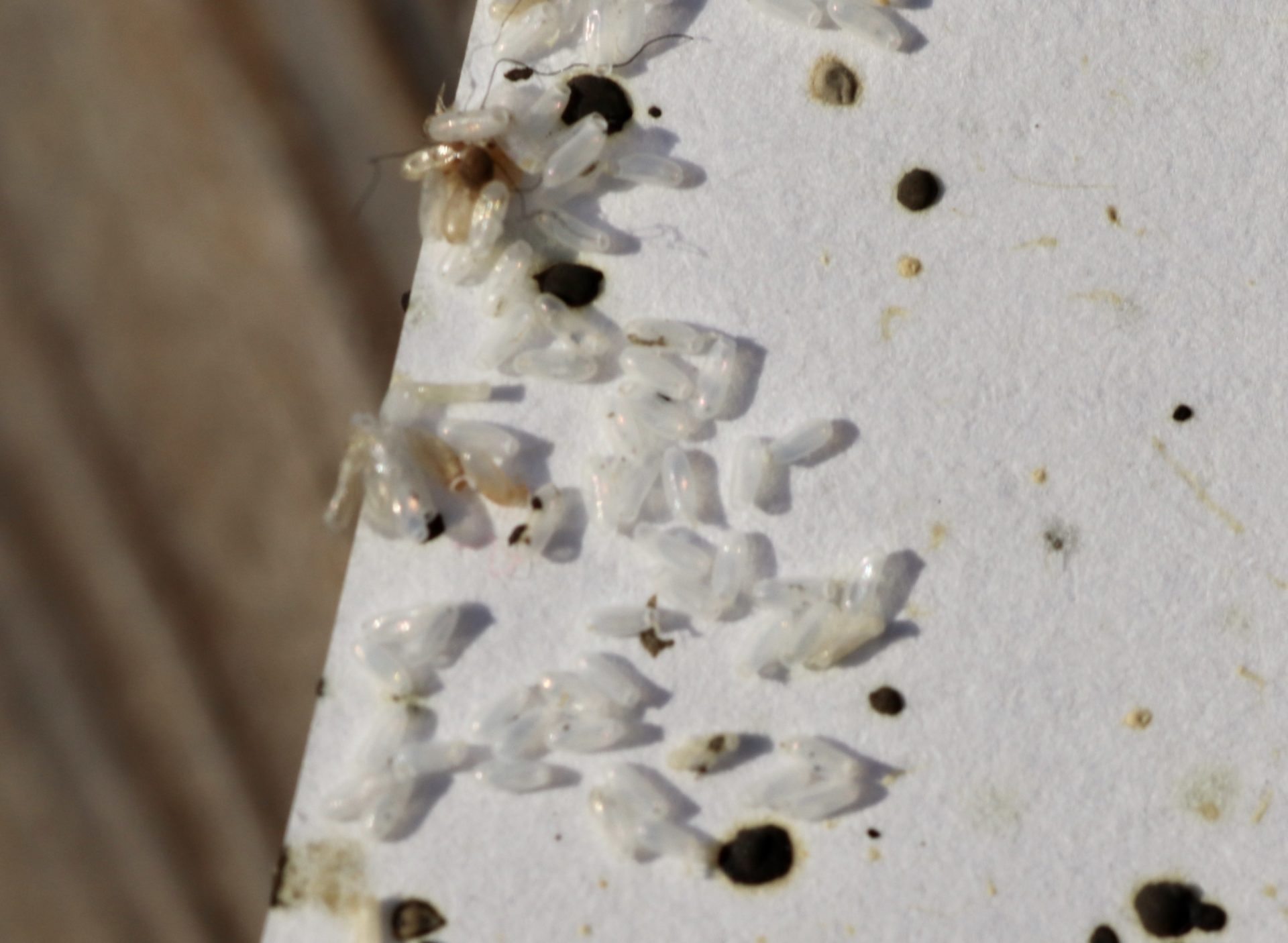 a cluster of hatched bed bug eggs on a white contrast background