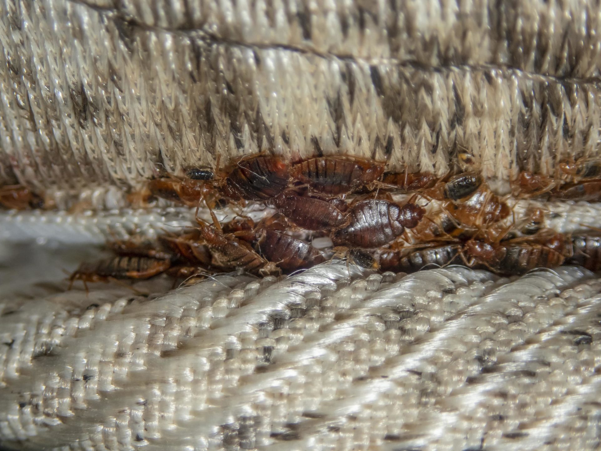 a cluster of bed bugs hiding in the seam of a couch