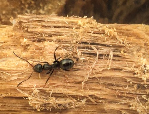 Most Common Ants in Illinois [And How to Get Rid of Them]