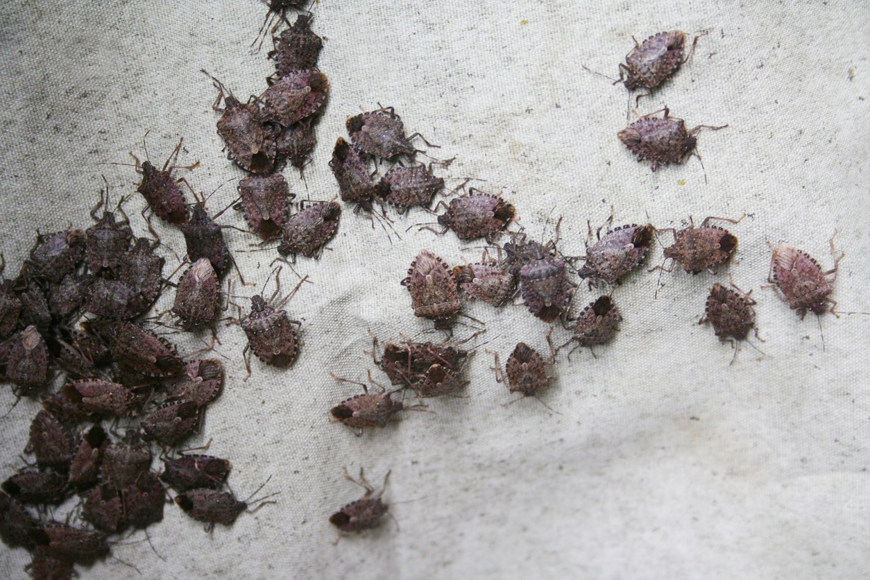Brown Marmorated shield bug group