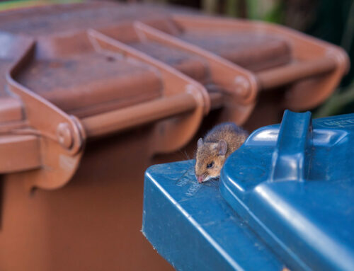 How to Prevent Pest Infestation of an Outdoor Dumpster