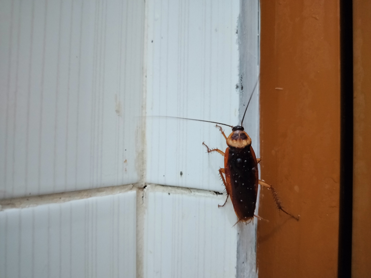 Cockroaches crawling on the wall