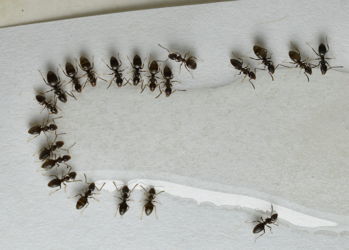 Close up picture of small brown ants, eating poison.