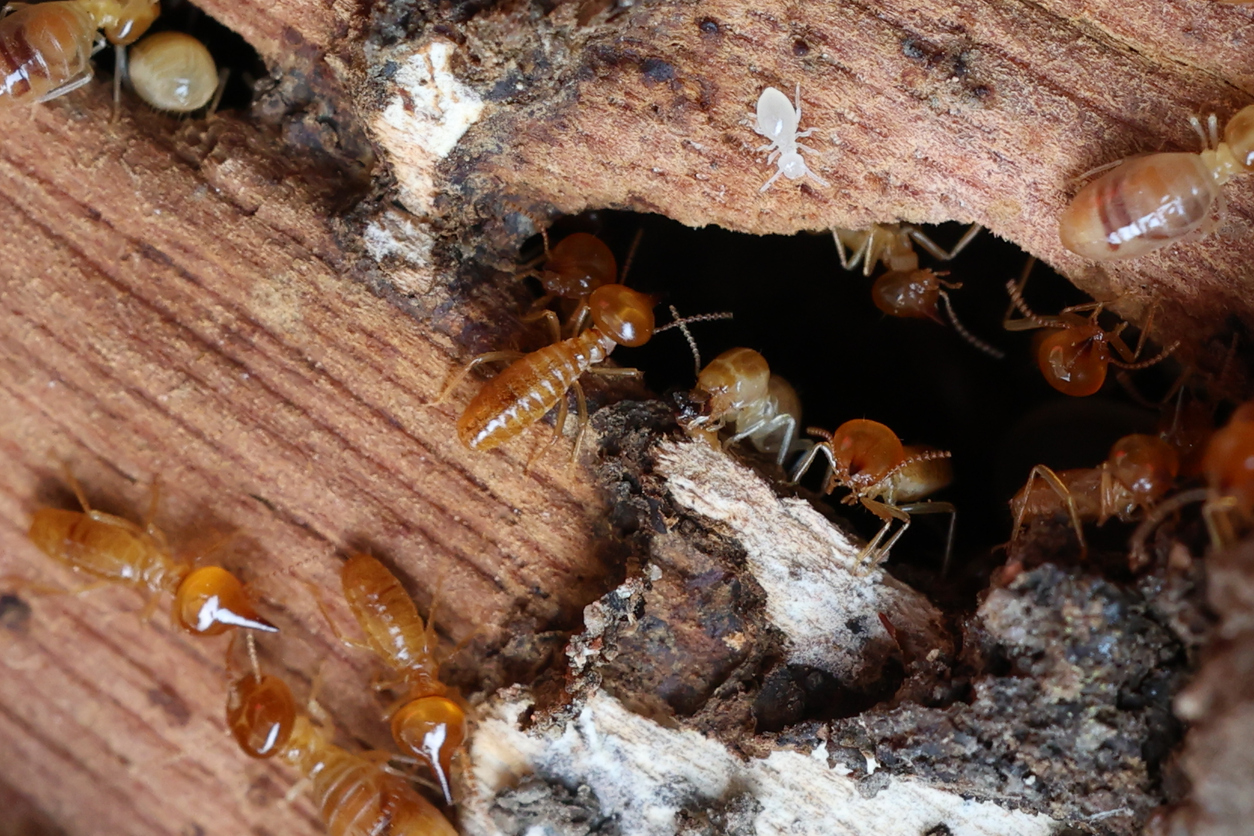 Termites are small insects that live in underground nests and termite mounds. Termites can consume wooden structures of a house and other parts such as wooden floors, windows, doors, and furniture.