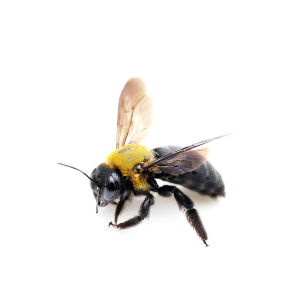 Carpenter Bee